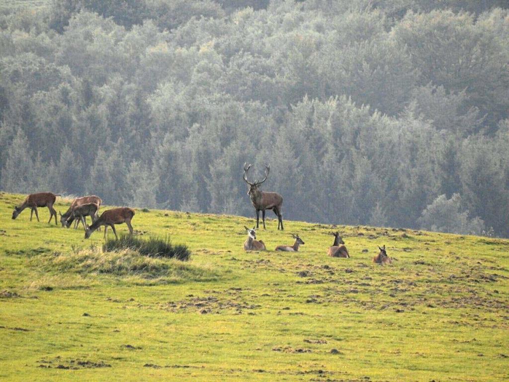 Fewo-eifel-morsbach Schleiden